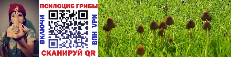 Галлюциногенные грибы Psilocybe  как найти наркотики  Саяногорск 